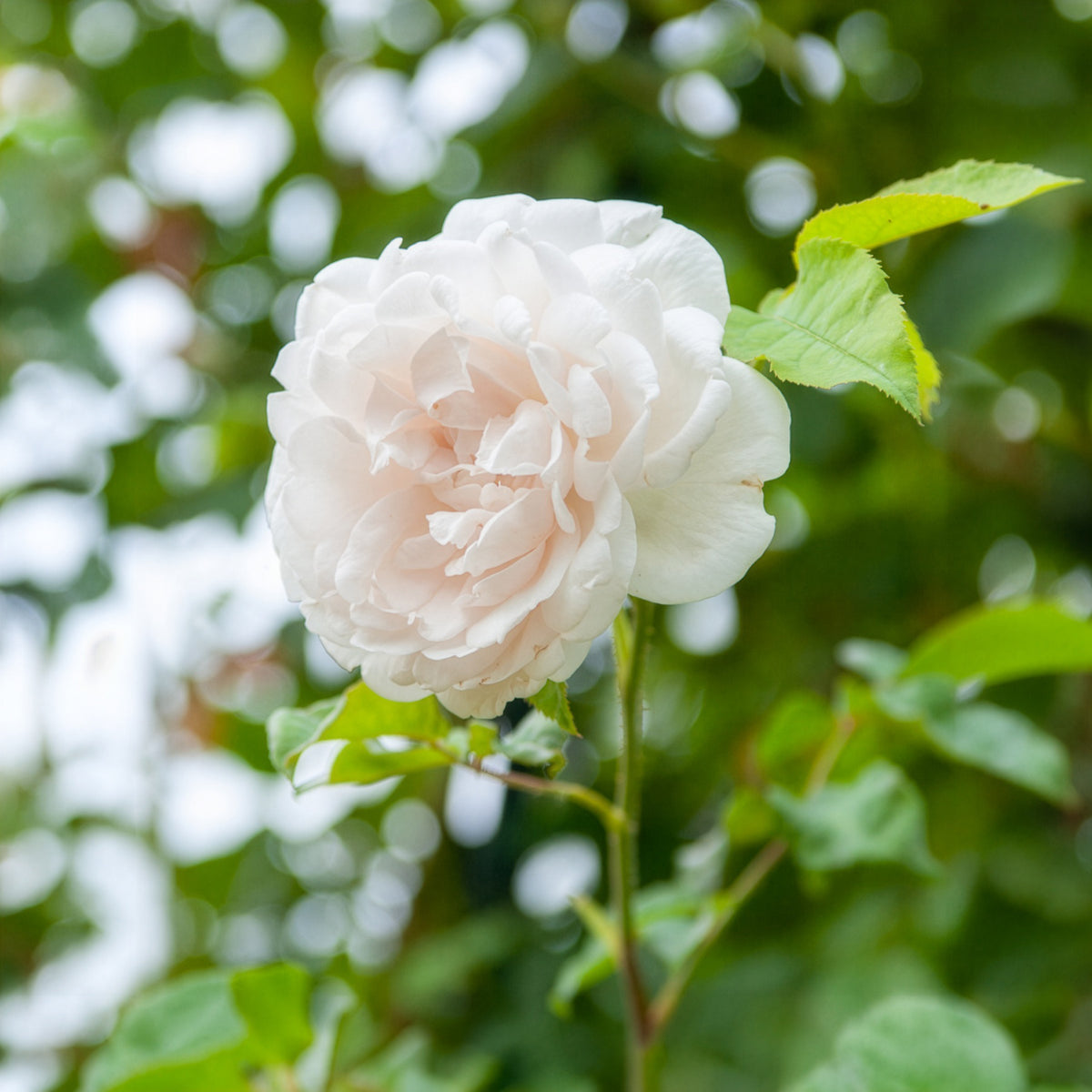 Kletterrose Madame Alfred Carrière - Willemse