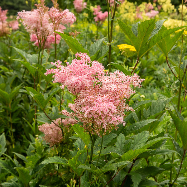 Rote Spiere 'Venusta' - Filipendula rubra venusta - Willemse