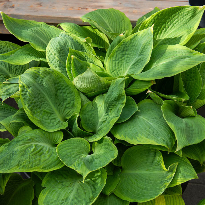 Hosta Frances Williams mit gelbem Rand - Hosta sieboldiana frances williams - Willemse
