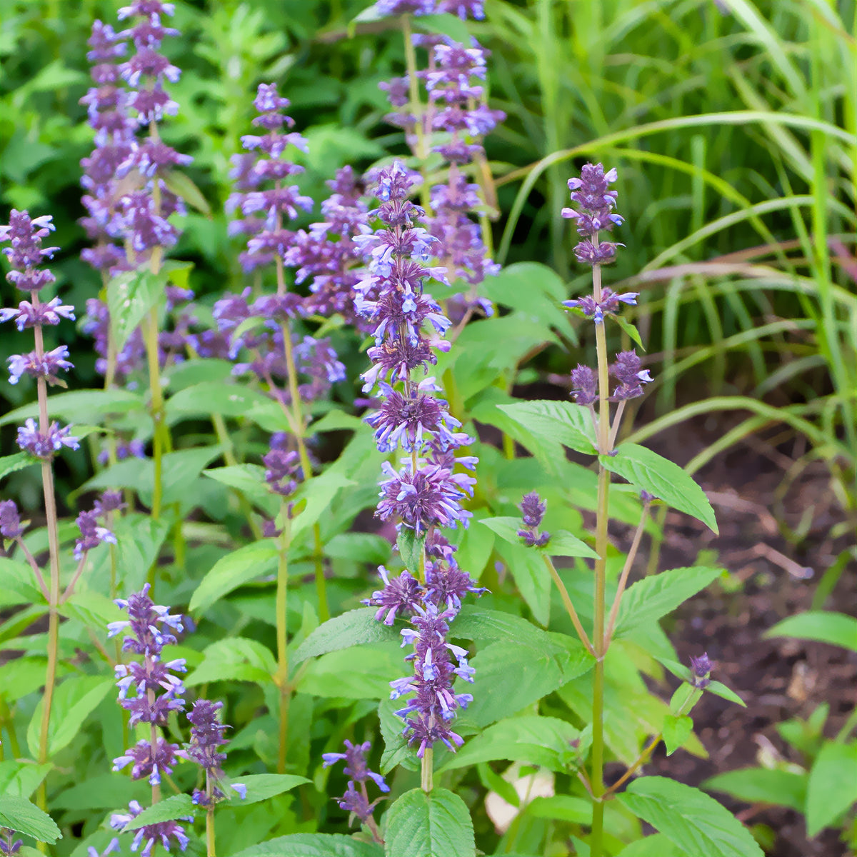 Nepeta kubanica - Kaukasische Katzenminze - Nepeta