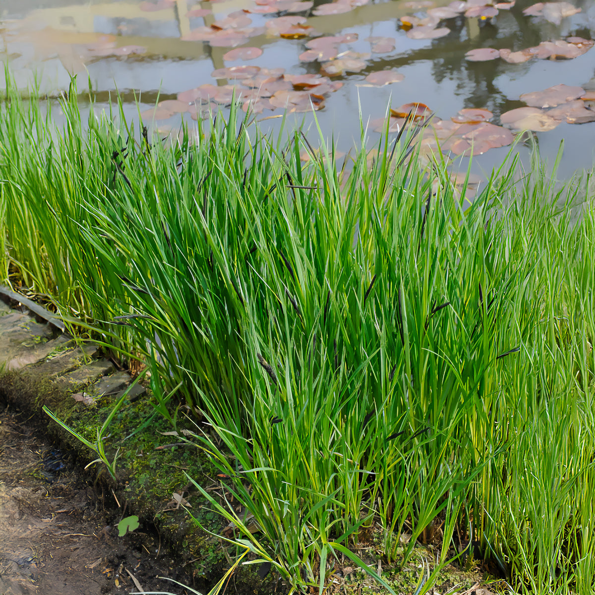 Ufersegge Carex - Willemse