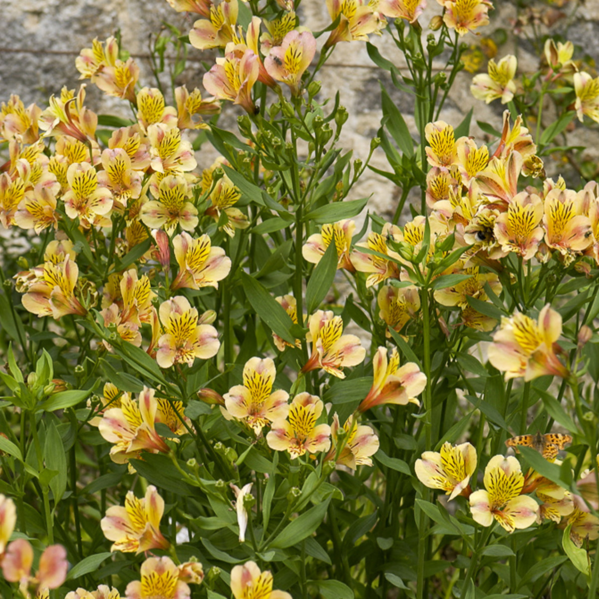 Inkalilie - Alstroemeria Majestic Layon - Willemse