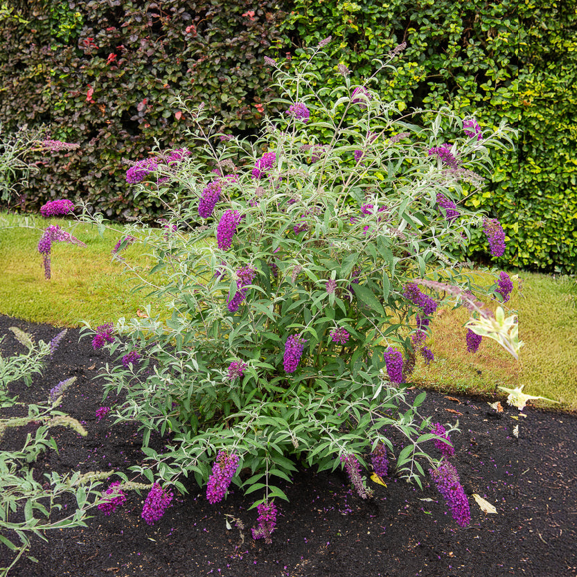 Zwerg-Schmetterlingsflieder ‘Nanho Purple’ - Willemse