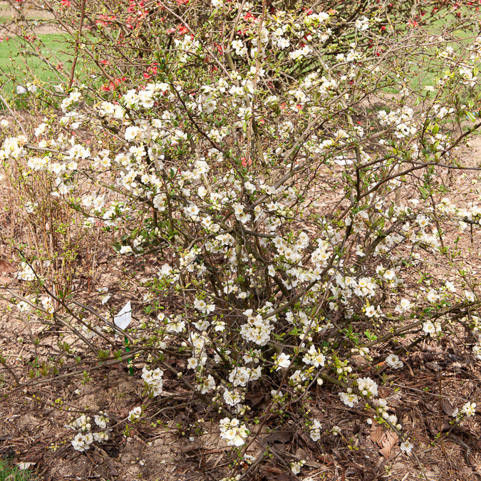 Chaenomeles - Zierquitte - Japanische Quitte Nivalis - Chaenomeles speciosa Nivalis