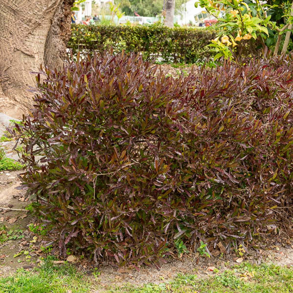 Dodonäa 'Purpurea' - Willemse
