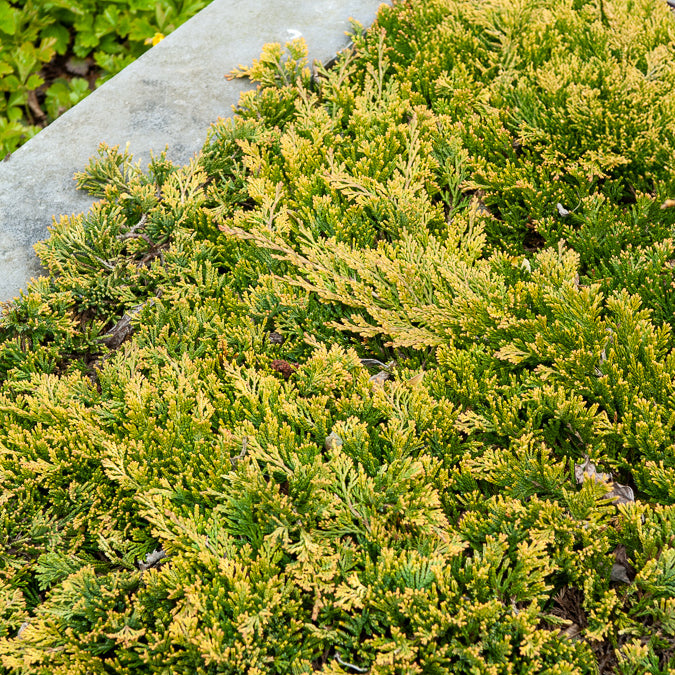 Kriech-Wacholder Golden Carpet - Willemse
