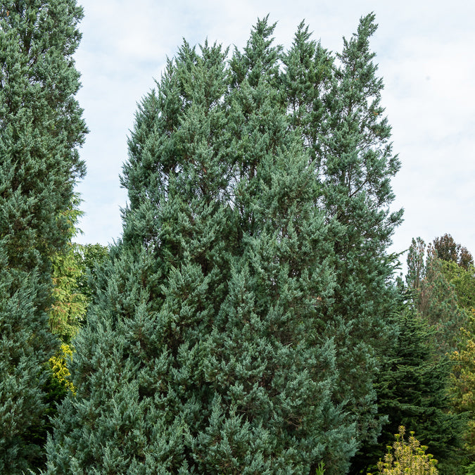 Felsen-Wacholder ‘Moonglow’ - Willemse