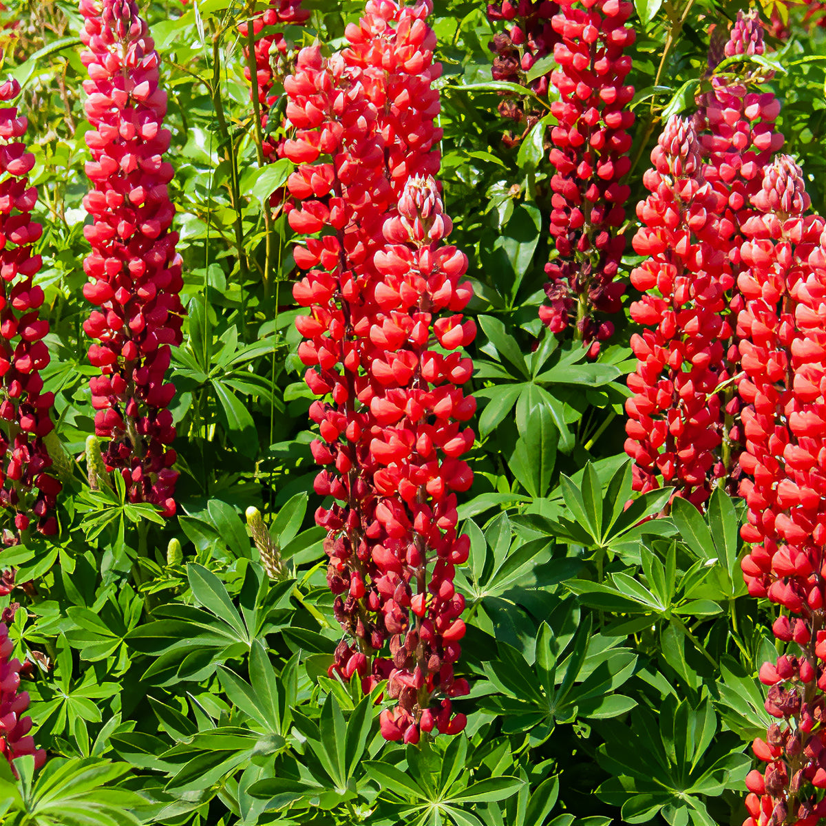 Lupine ‘My Castle’ - Willemse