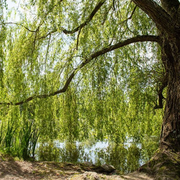 Salix babylonica - Trauerweide - Weide