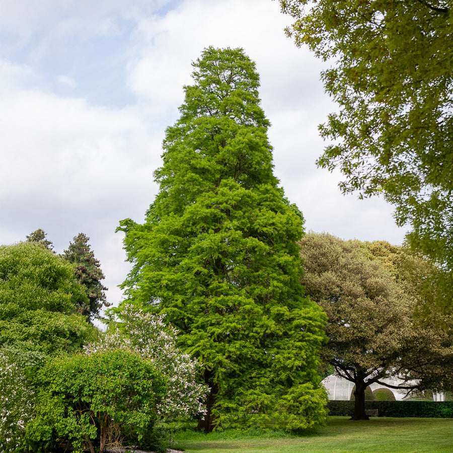 Sumpfzypresse - Taxodium distichum - Willemse