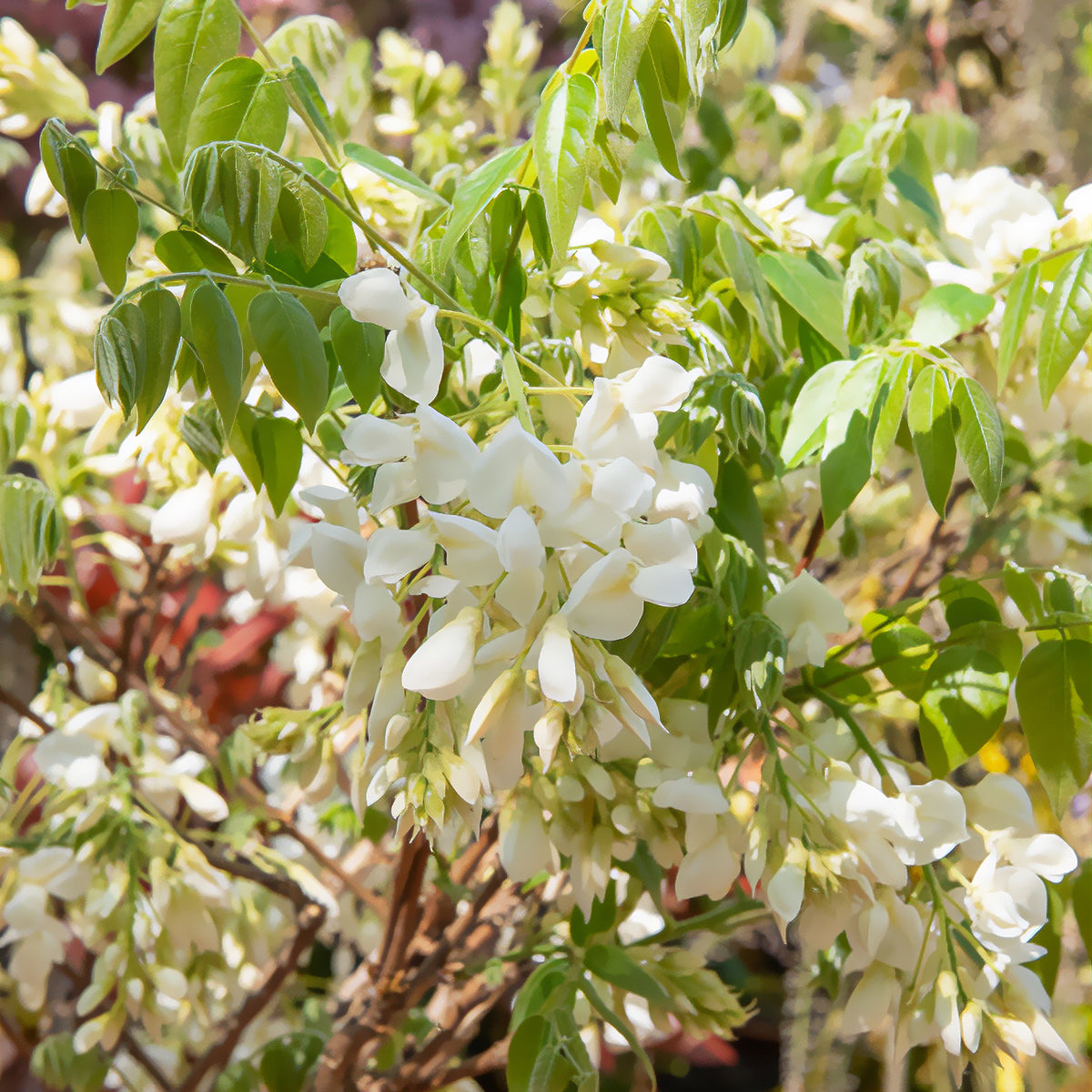 Weißblühender Seiden-Blauregen - Wisteria brachybotrys Shiro Kapitan - Willemse