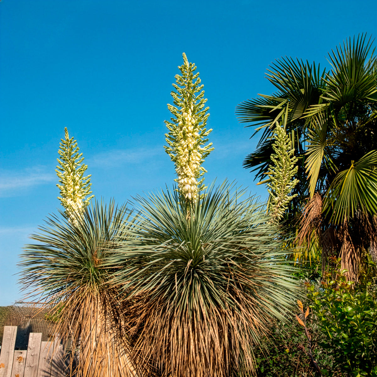Palmlilie ‘Yucca rostrata’ - Yucca rostrata - Willemse