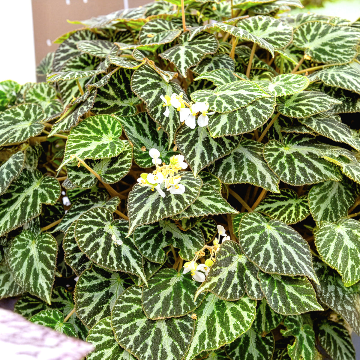 Rex-Begonie ‘Silver Jewel’ - Begonia rex Silver Jewel - Willemse