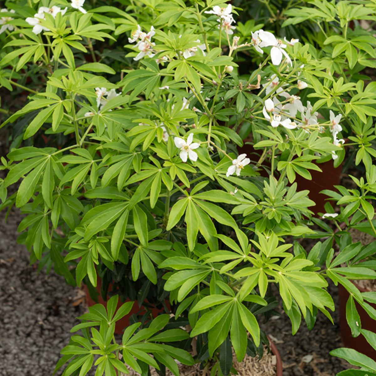 Mexikanische Orangenblume 'Greenfingers'® - Willemse