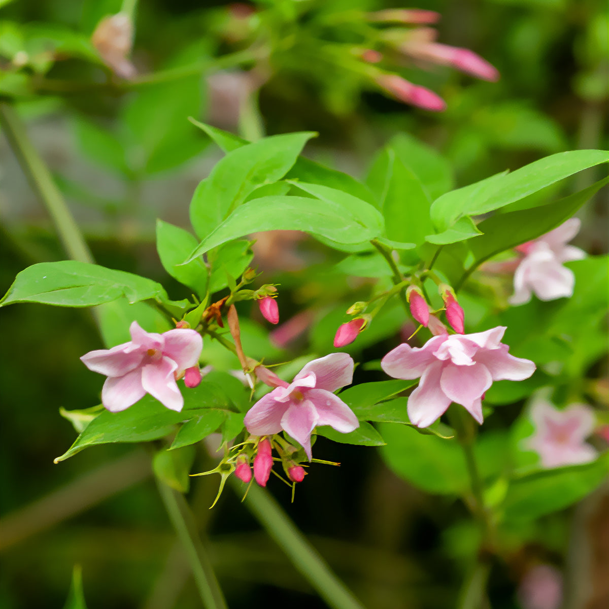 Stephanischer Kletterjasmin - Jasminum stephanense - Willemse