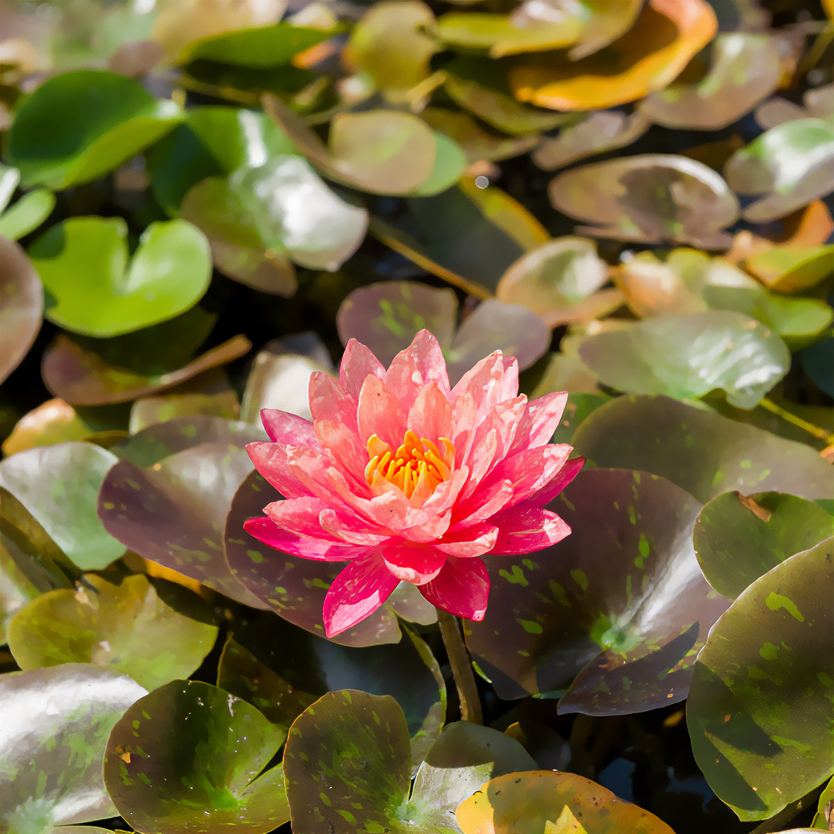 Seerose ‘Wanvisa’ - Nymphaea Wanvisa - Willemse