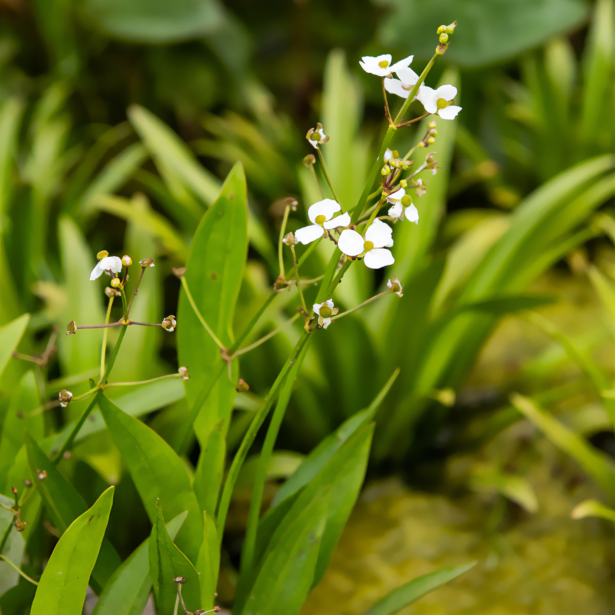 Grasartiges Pfeilkraut - Willemse
