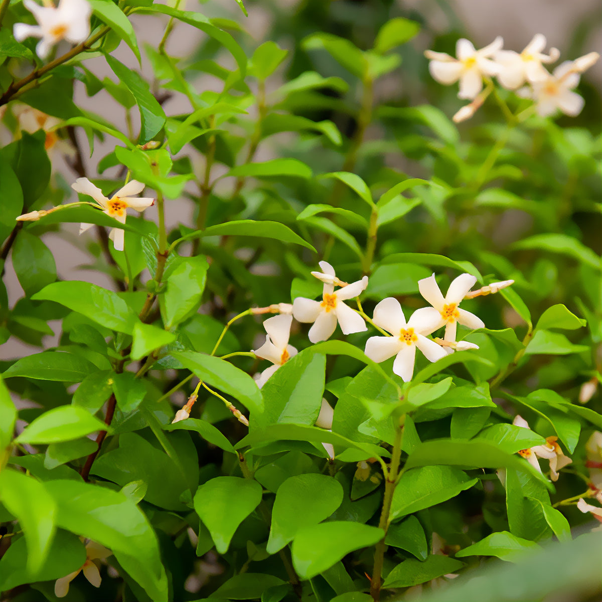 Gelber Sternjasmin - Willemse