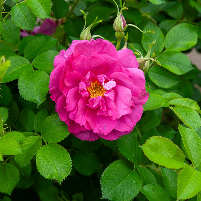 Apfelrose 'Wild Edric' - Rosa rugosa Wild Edric - Willemse