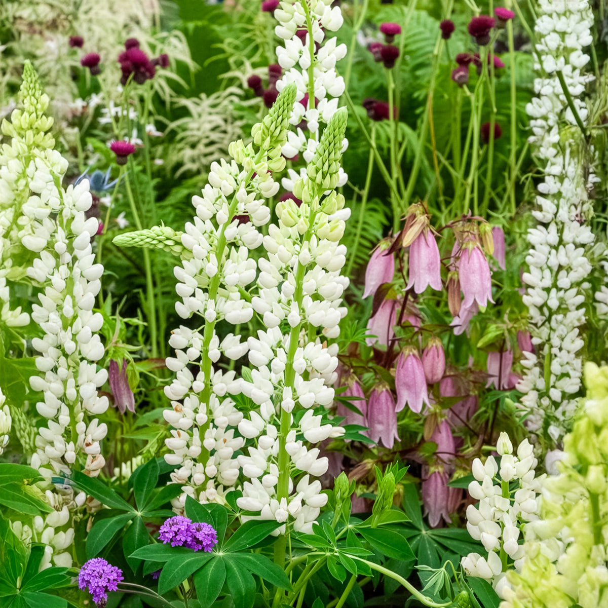 Lupine Noble Maiden - Lupinus Noble Maiden - Willemse