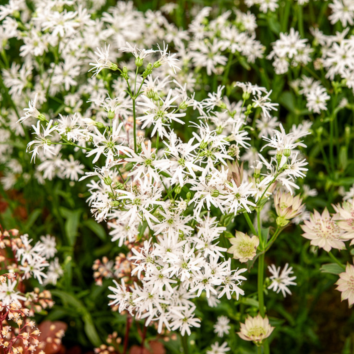 Kuckucks-Lichtnelke White Robin - Lychnis flos-cuculi White Robin - Willemse