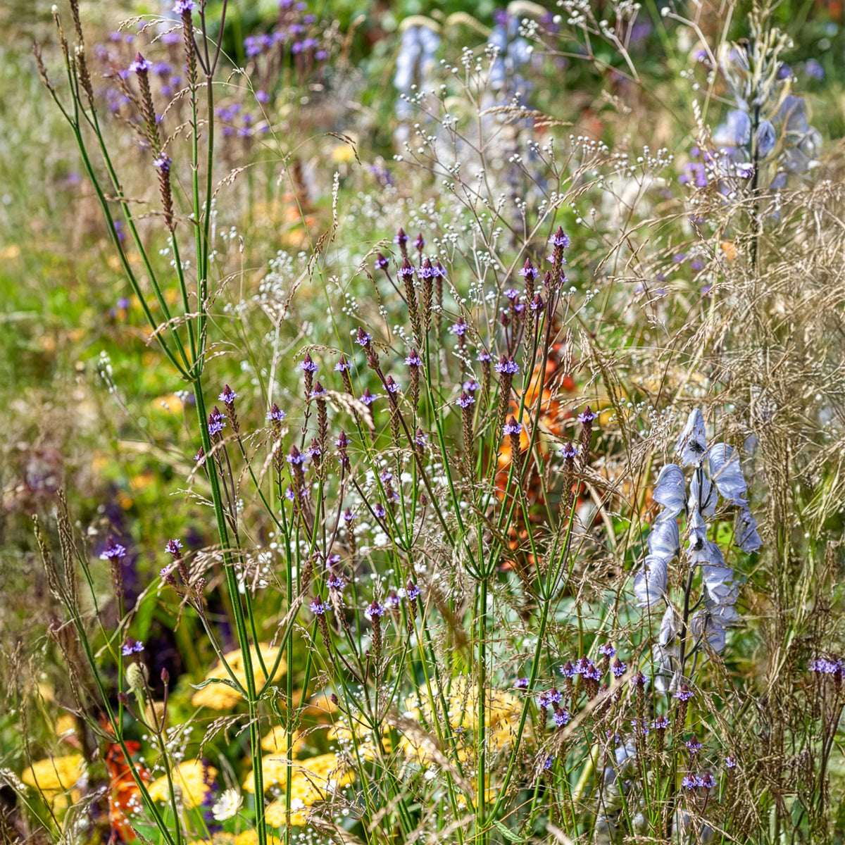 Eisenkraut Lavender Spires - Willemse