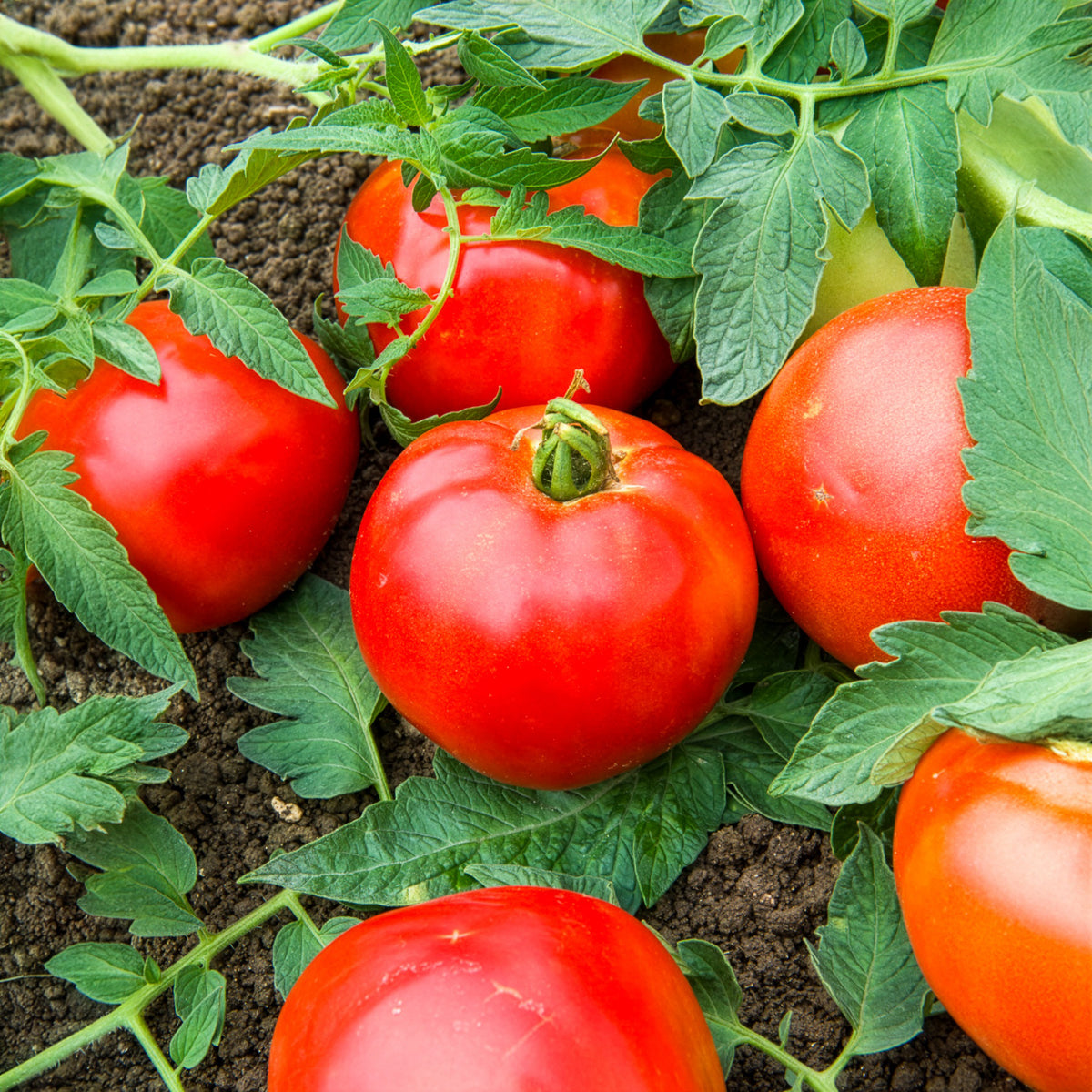 Fleischtomate Pyros F1 - Willemse