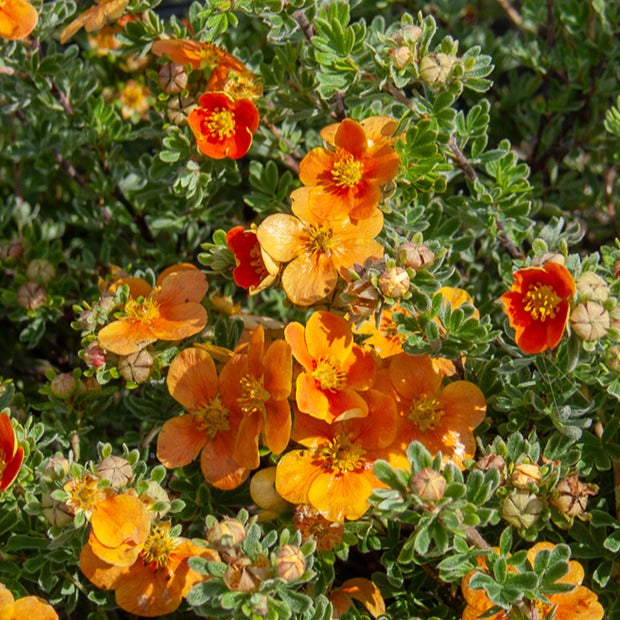 Fingerstrauch Hopleys Orange - Willemse