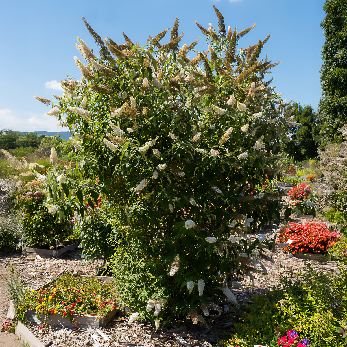 Schmetterlingsflieder Buddleja 'White Profusion' - Buddleja davidii white profusion - Willemse