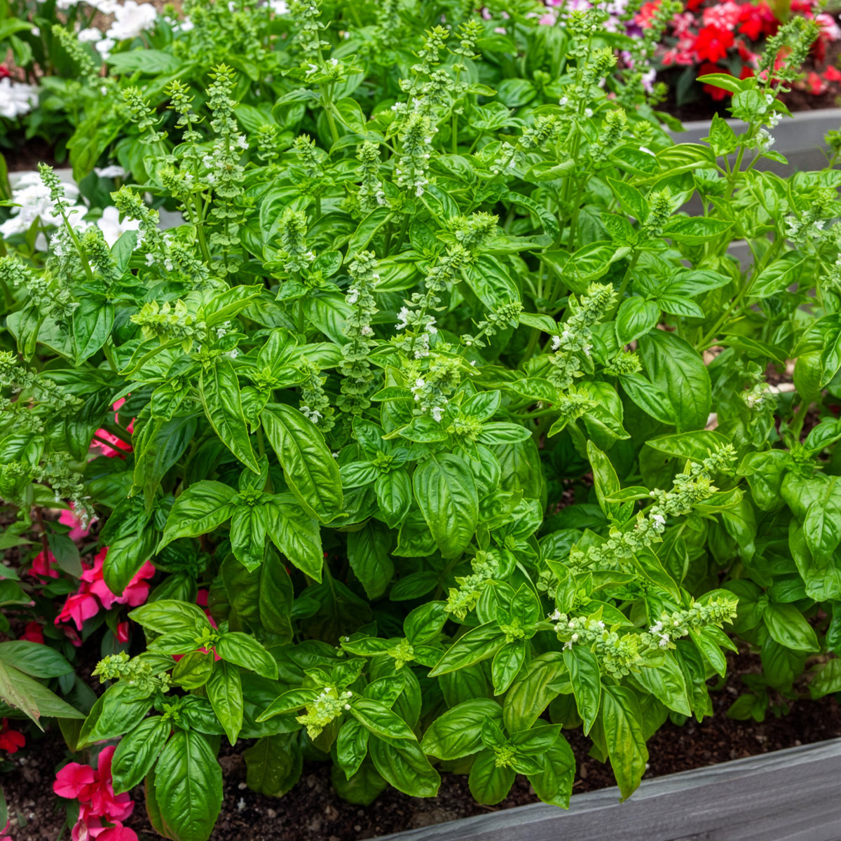 Basilikum 'Genovese' Bio - Ocimum basilicum genovese - Willemse