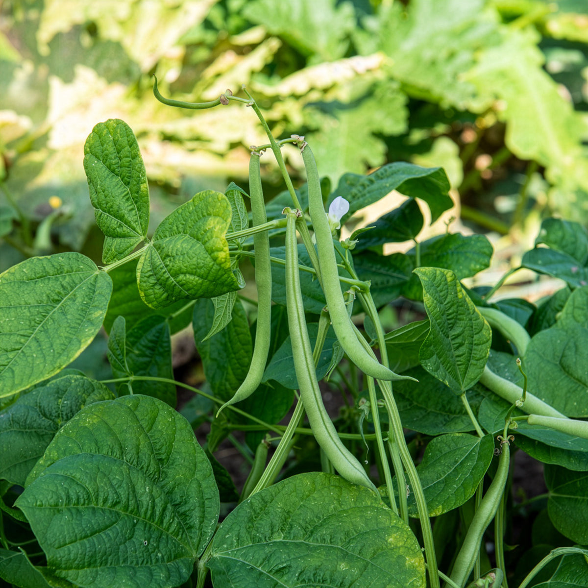Buschbohne 'Maxi' - Willemse