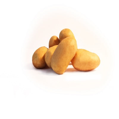 Kartoffel ‘Blanche’ - Solanum tuberosum blanche (cn 991131) - Willemse
