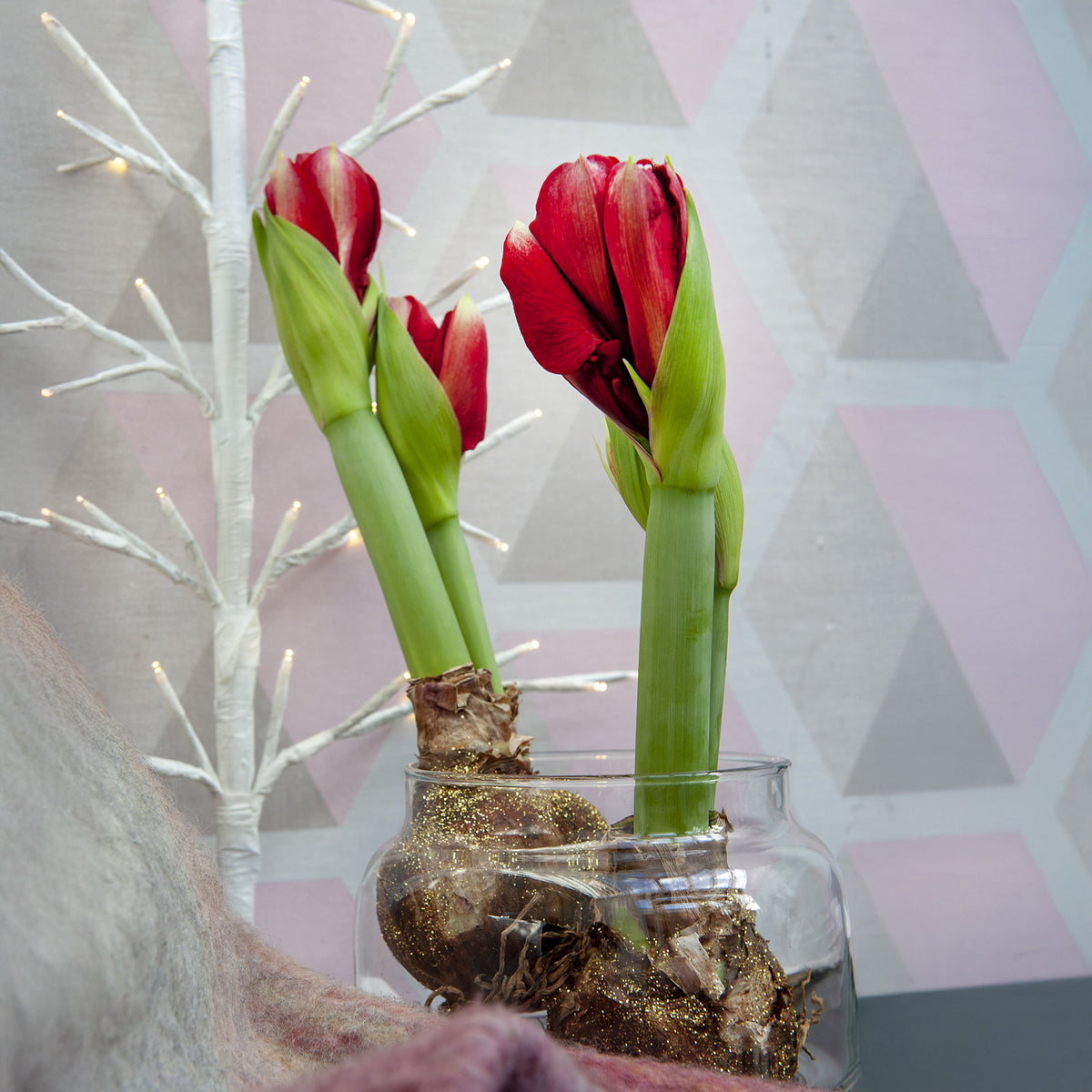Wachs Amaryllis Magic Rosé Gold - Amaryllis Magic Rosé Gold - Willemse