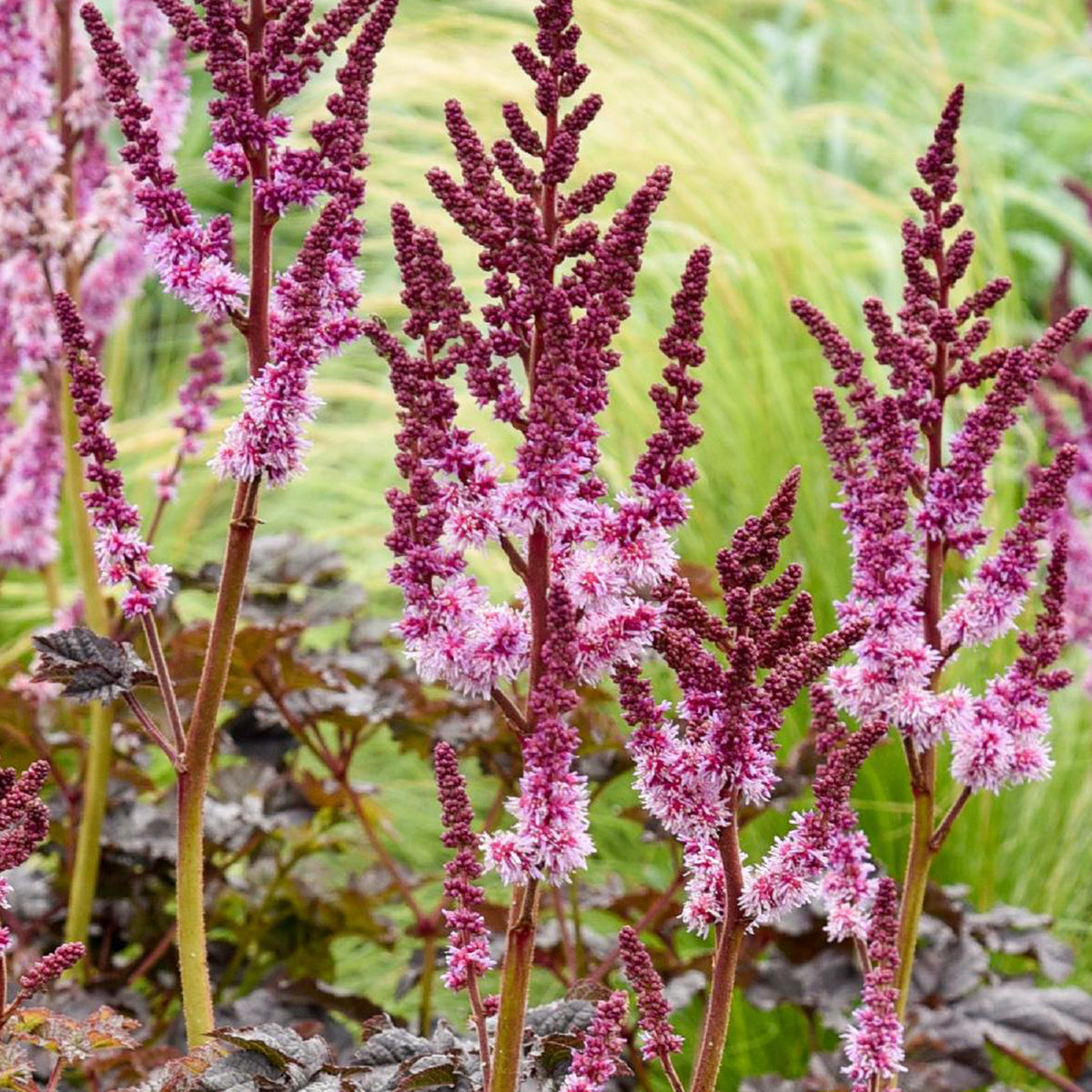 Prachtspiere 'Dark Side of the Moon'® - Astilbe chinensis Dark Side of the Moon ® - Willemse