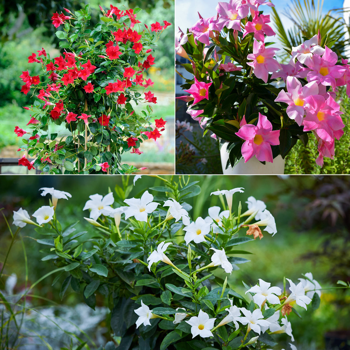 Dipladenia Mischung (x3)