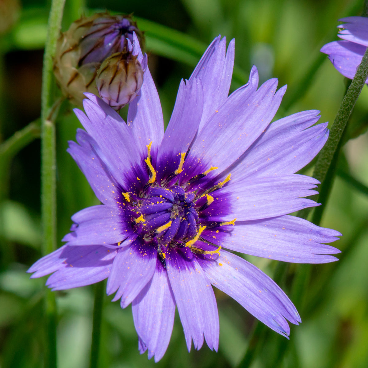 Blaue und weiße Stauden - Campanula, Lupinus, Catananche - Willemse