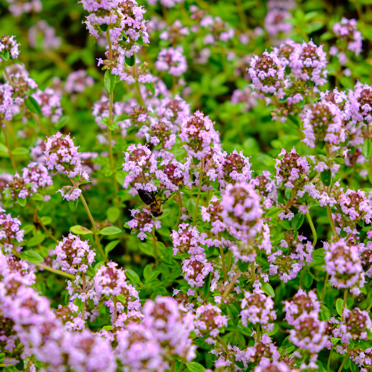 Blumiger Teppich in Rosa - Phlox, Saponaria, Thymus - Willemse