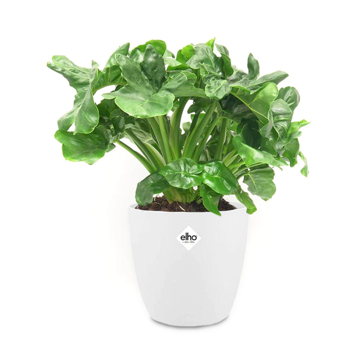 Philodendron ‘Atom’ im weißen ELHO-Übertopf
