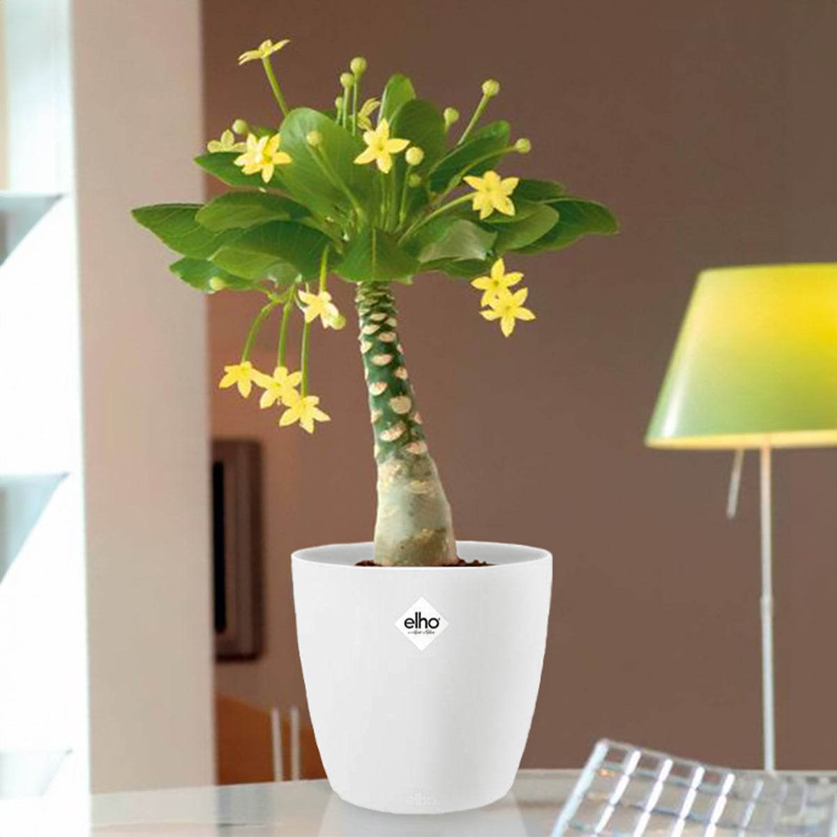 Hawaii-Palme im weißen ELHO-Übertopf