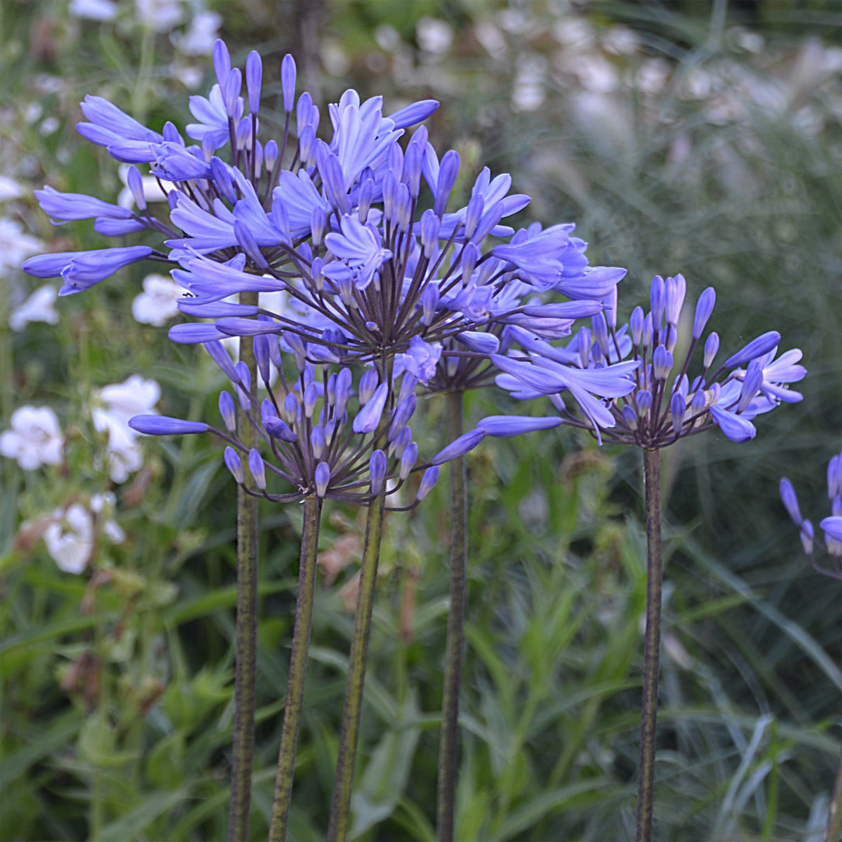 Agapanthus Graphite ® Blue Turk8 - Agapanthus Graphite® Blue TurK8 - Schmucklilie - Agapanthus