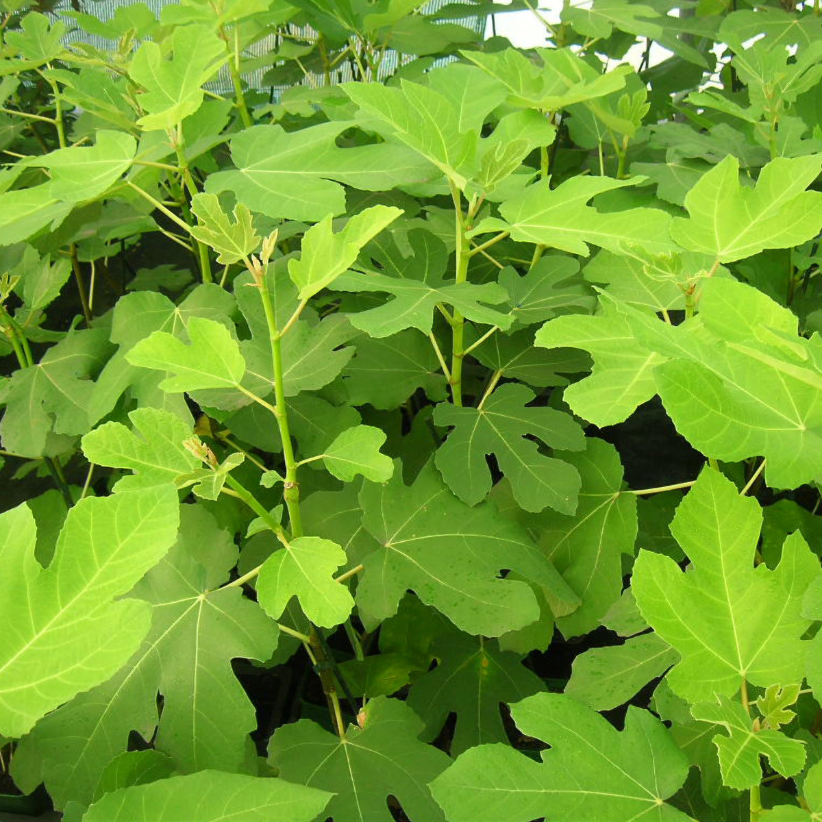 Feige 'Goutte d'Or' - Ficus carica Goutte d'Or - Willemse