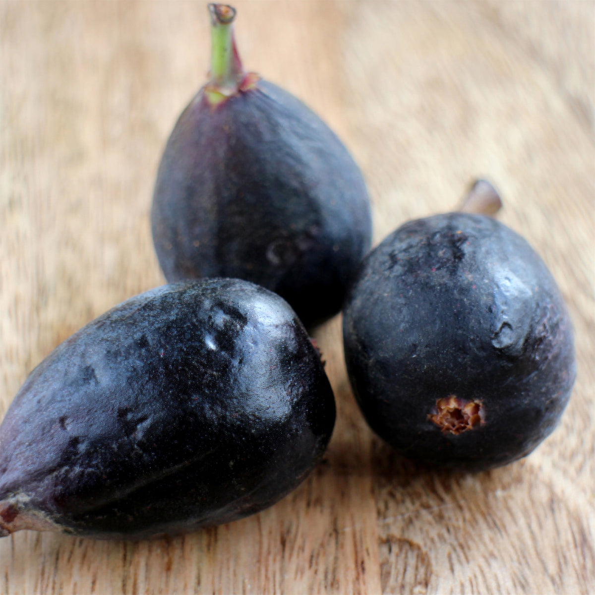 Feige 'Noire de Caromb' - Ficus carica Noire de Caromb - Willemse