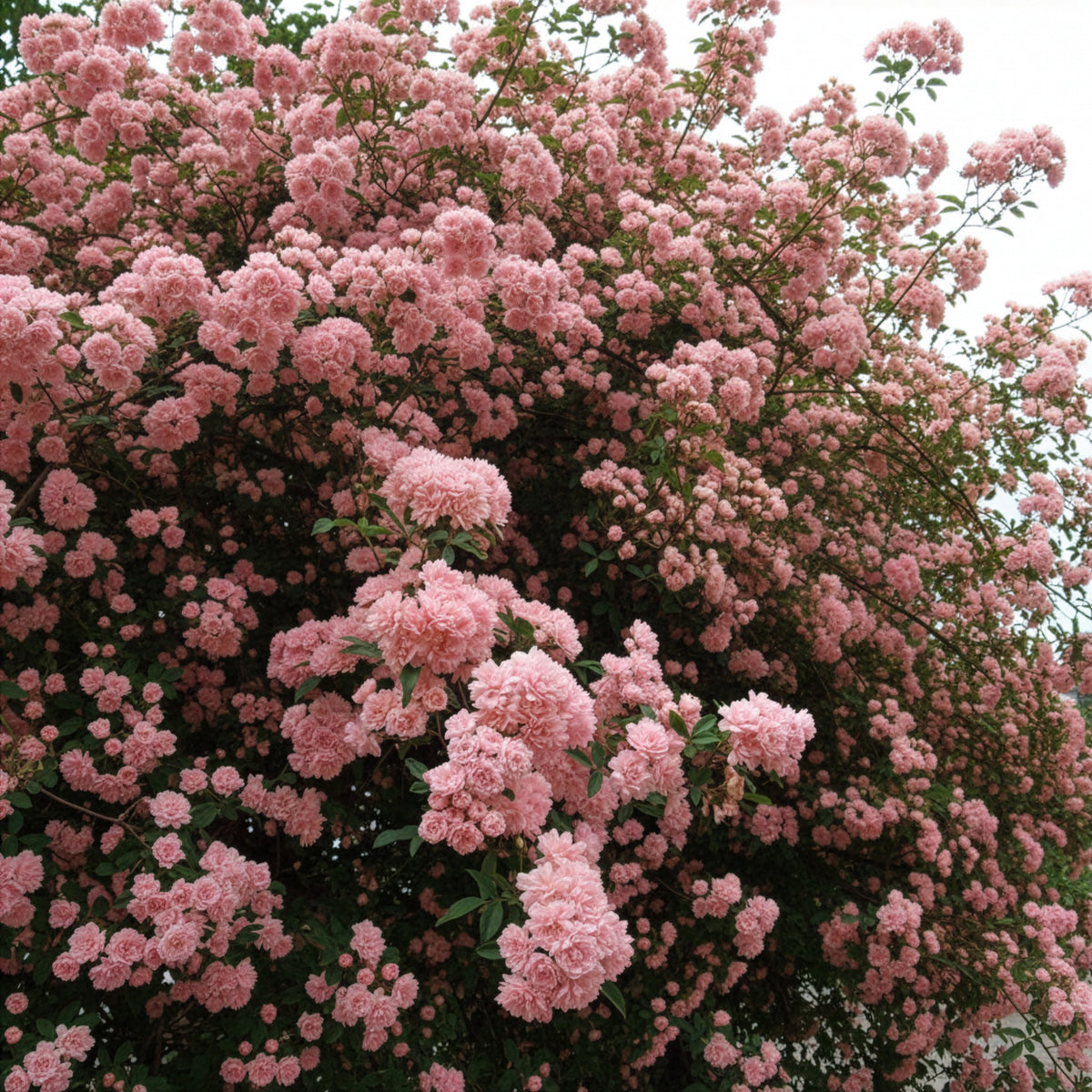 Banks Rose Rosea - Willemse