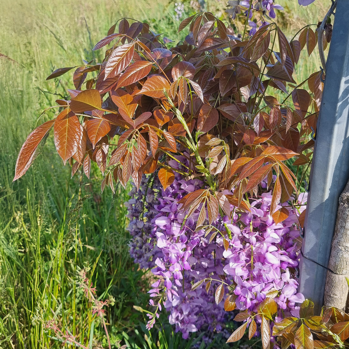 Chinesische Glyzinie Blue Line Copper Leo - Wisteria sinensis Blue Line® Copper Leo - Willemse