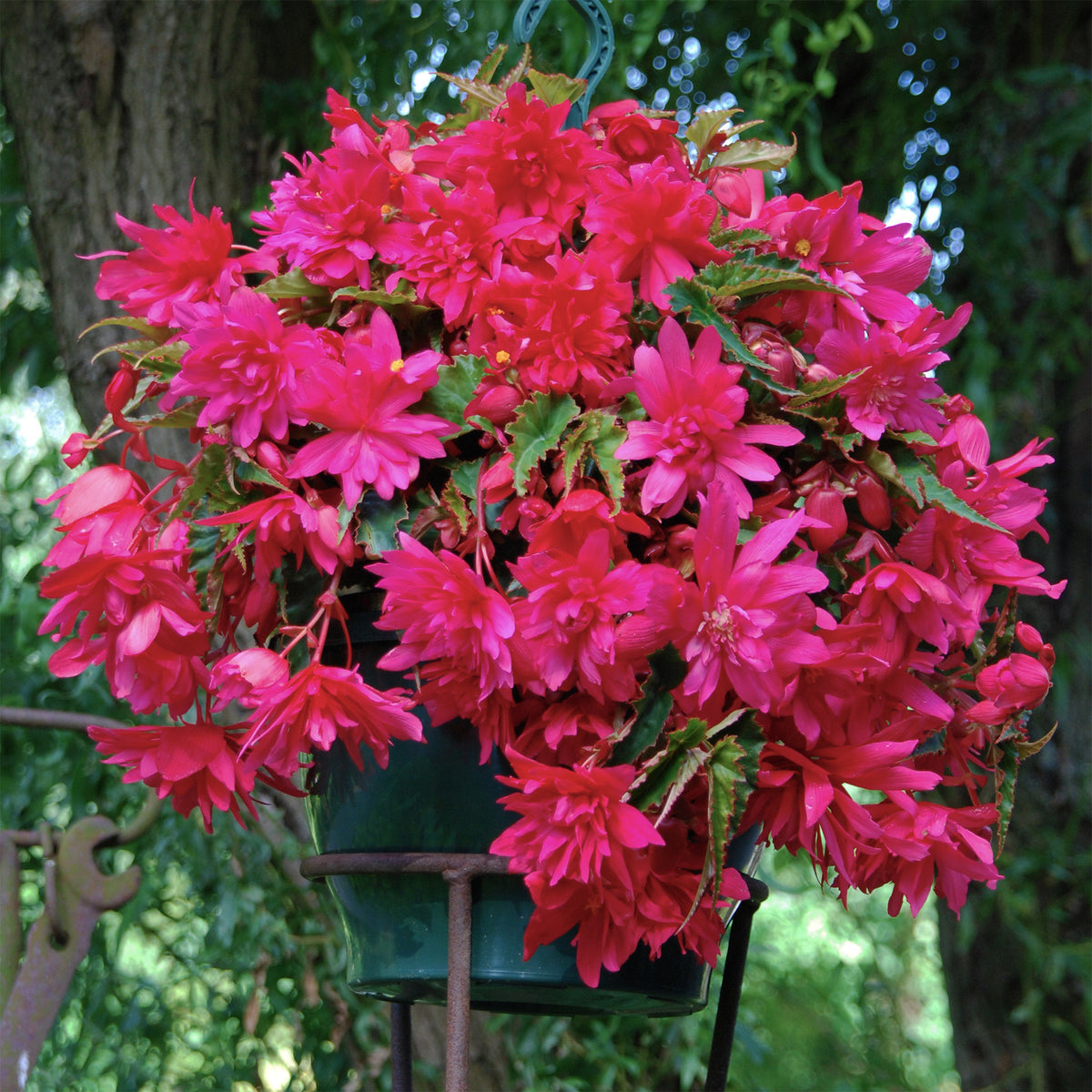 Hänge-Begonie rosa (x5) - Willemse
