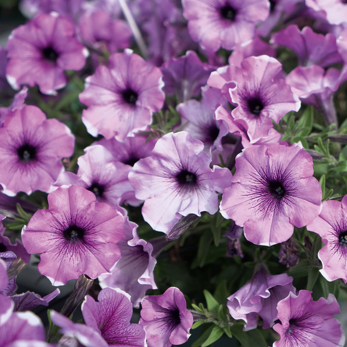 Petunie 'Famous Lavender Blush' (x3)