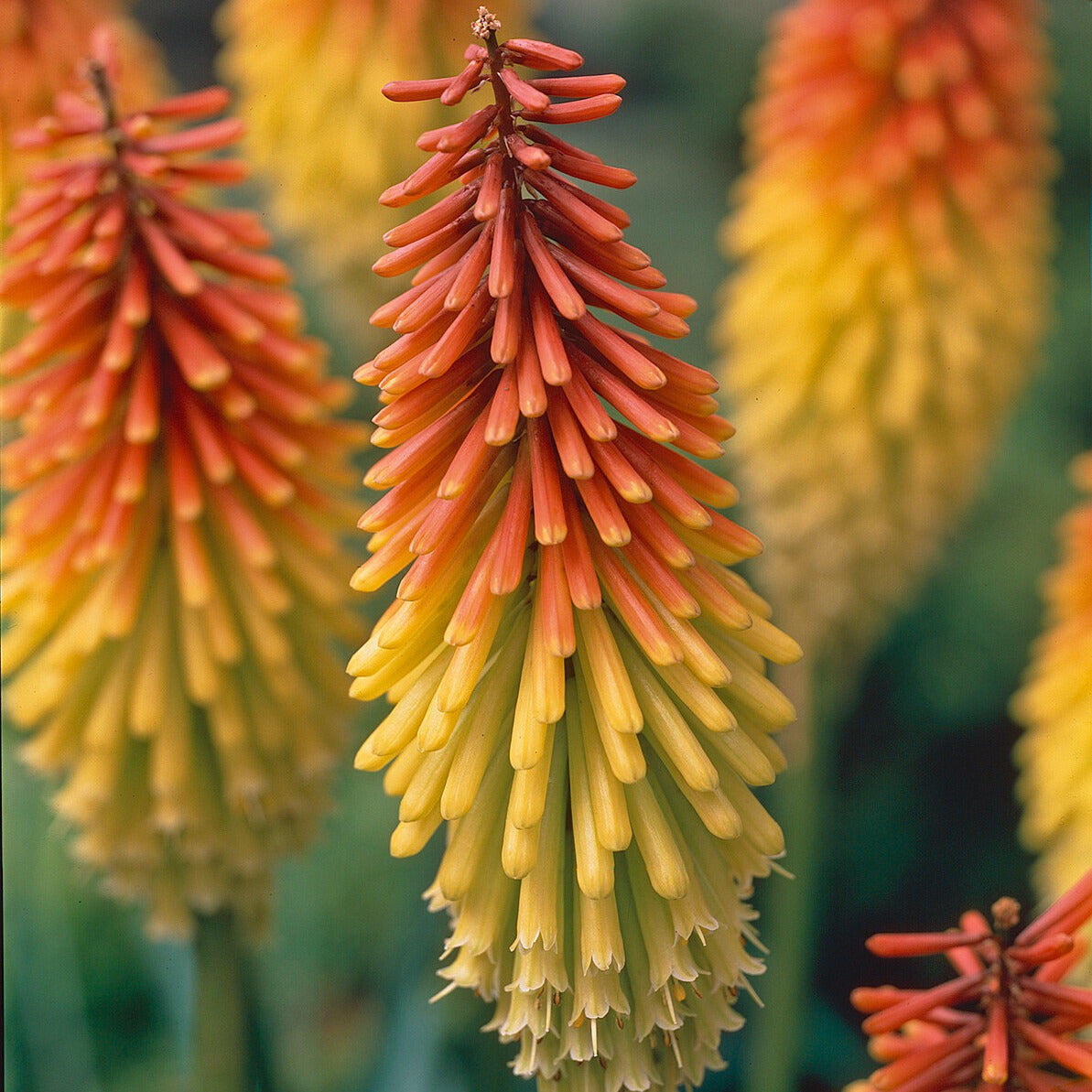 Kniphofia - Fackellilie (x5) - Kniphofia uvaria