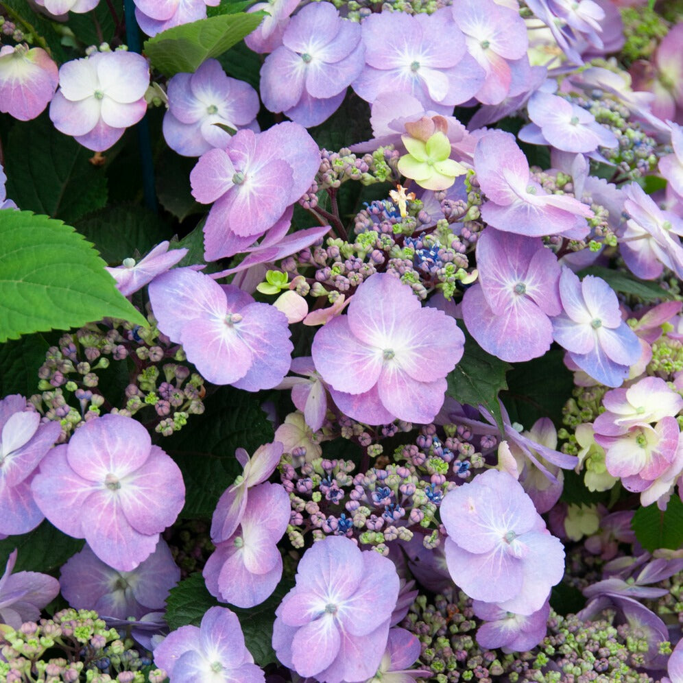 Hydrangea macrophylla Blueberry Cheesecake - Bauernhortensie Blueberry Cheesecake - Großblättrige Hortensie