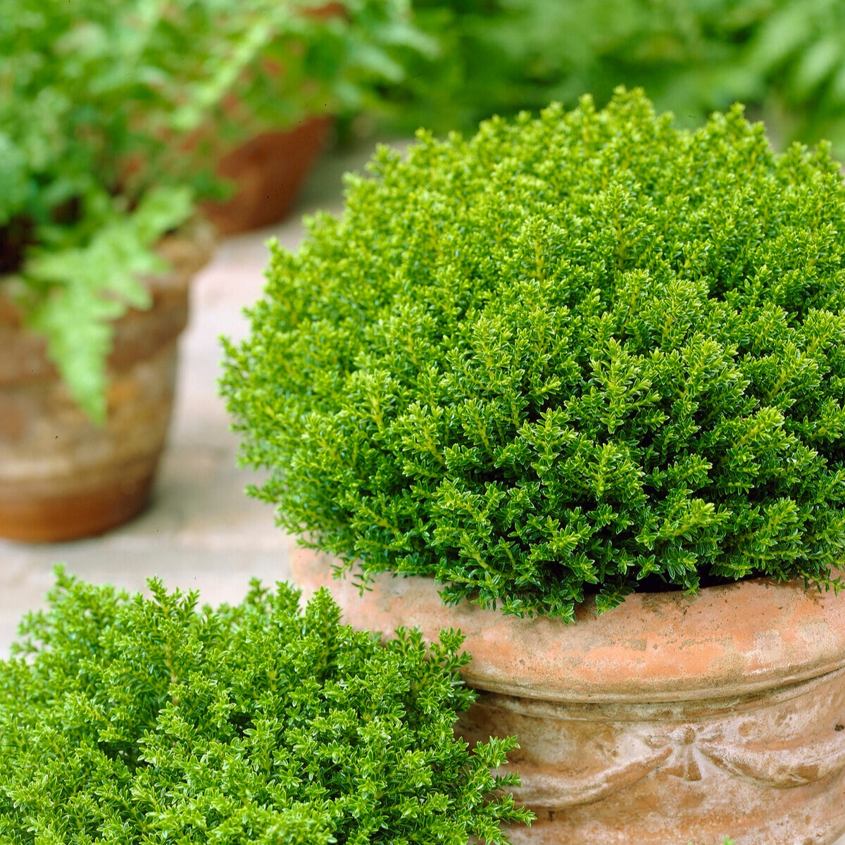 Strauch-Ehrenpreis ‘Emerald Green’ - Willemse