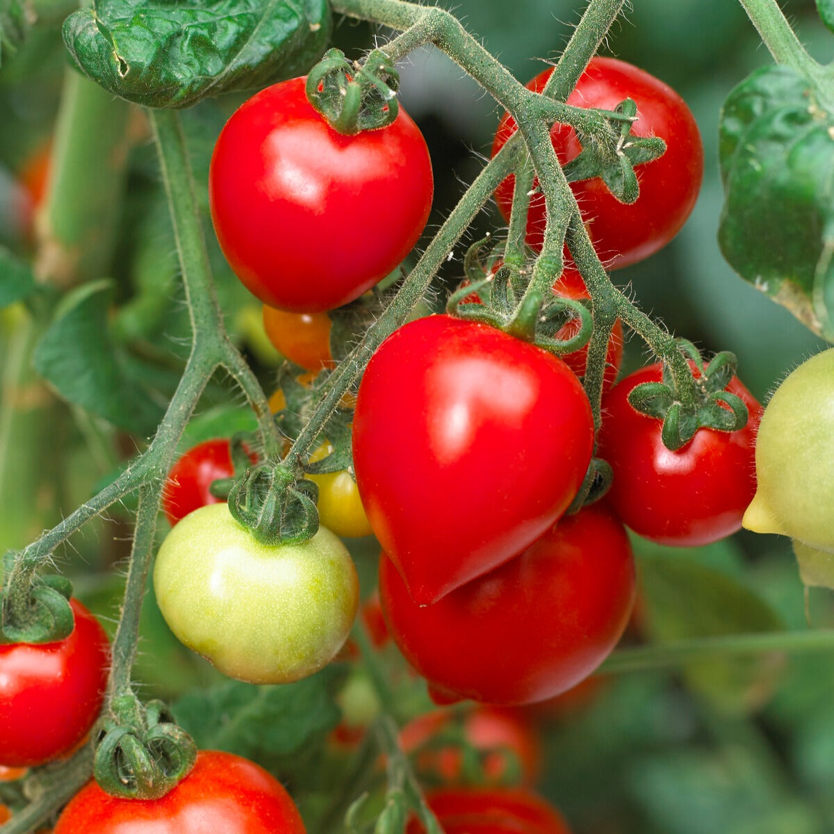 Cherrytomate ‘Heartbreaker Vita’ F1